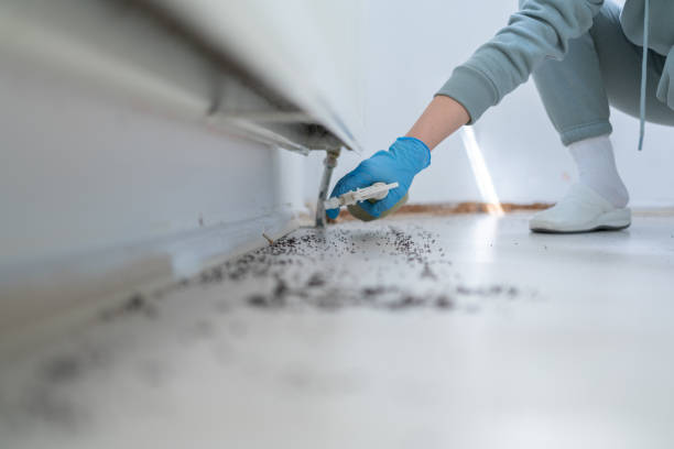 Professional Pest Control in Des Plaines, IL